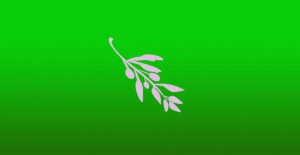 Multi platformová střižna zdarma: Olive video editor
